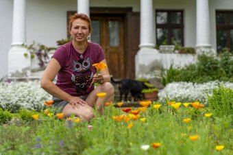 Martilapu, pitypang és társai: tavaszi gyógynövénykisokos Csíki Emesével