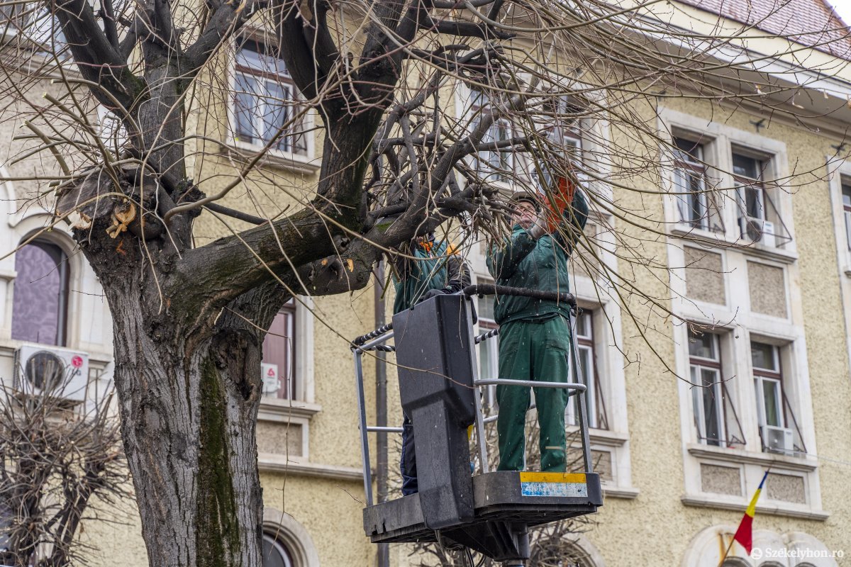 Még csak február van, de már elkezdték a köztéri fák metszését Marosvásárhelyen