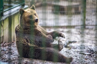 Időt jósol a medve az állatkertben