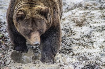 Vadászokra támadt egy medve Beszterce-Naszód megyében