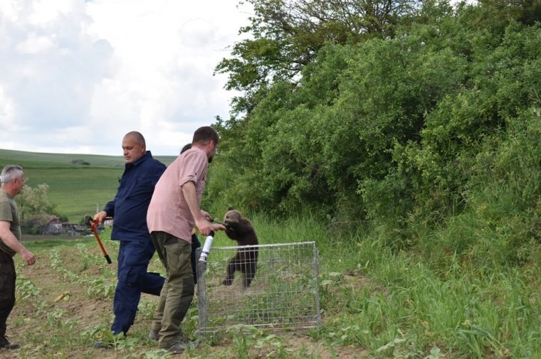 Elektromos kerítésbe szorult medvebocsot mentettek ki