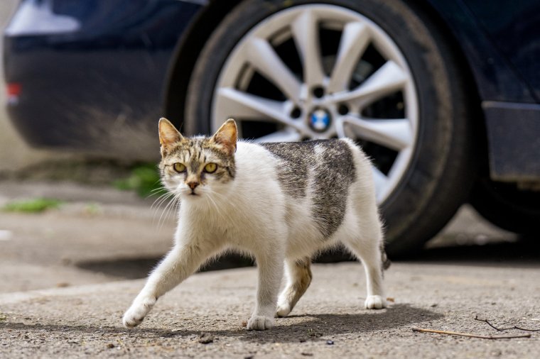 Földhöz vágott egy macskát, állatkínzásért őrizetbe vették a moldvai fiatalt