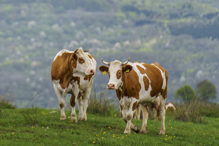 72 millió eurós támogatást ígért Ciolacu az állattenyésztőknek, a gázolajár-szubvenciót is megemelhetik
