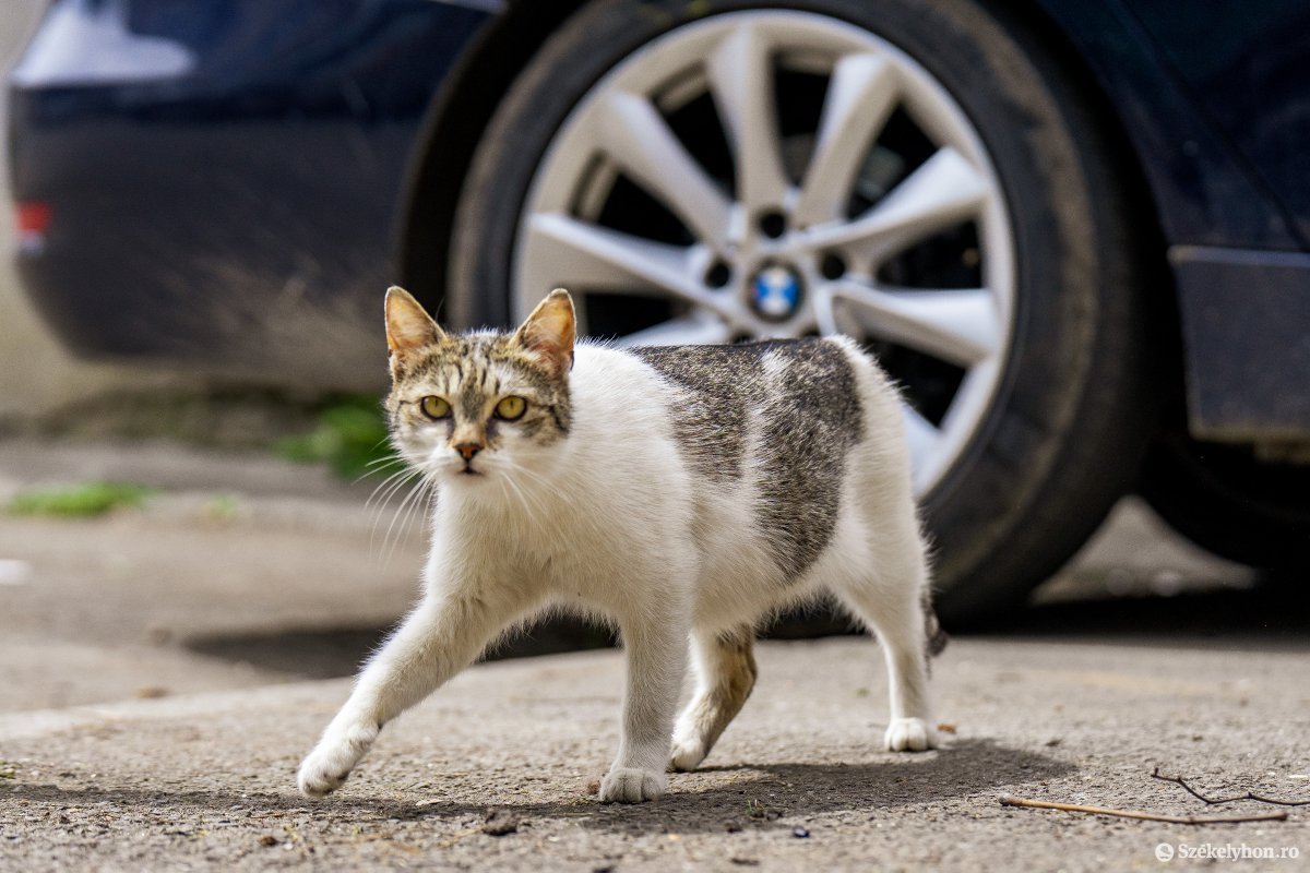 Egyre több az utcán élő kóbor macska – az ivartalanítás megoldást jelenthet