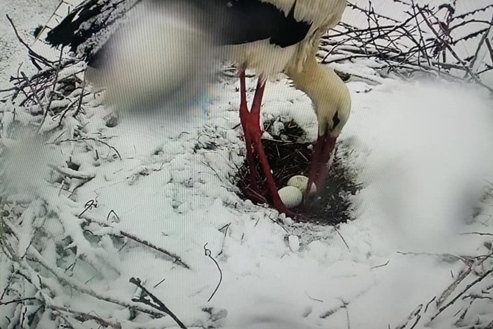 Nem kell félteni a gólyákat a havazás miatt, mert túlélik