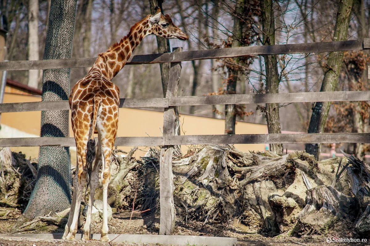 Elpusztult a marosvásárhelyi állatkert egyetlen zsiráfja