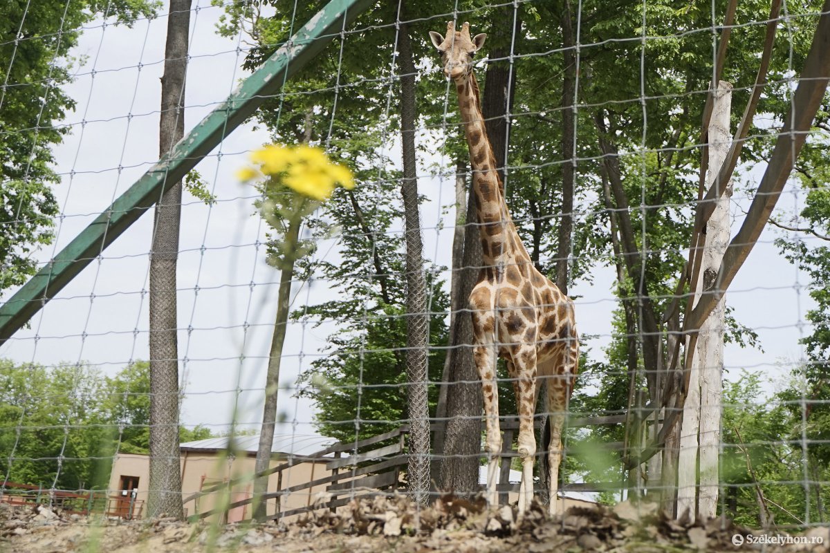 Elpusztult a marosv s rhelyi llatkert egyetlen zsir fja