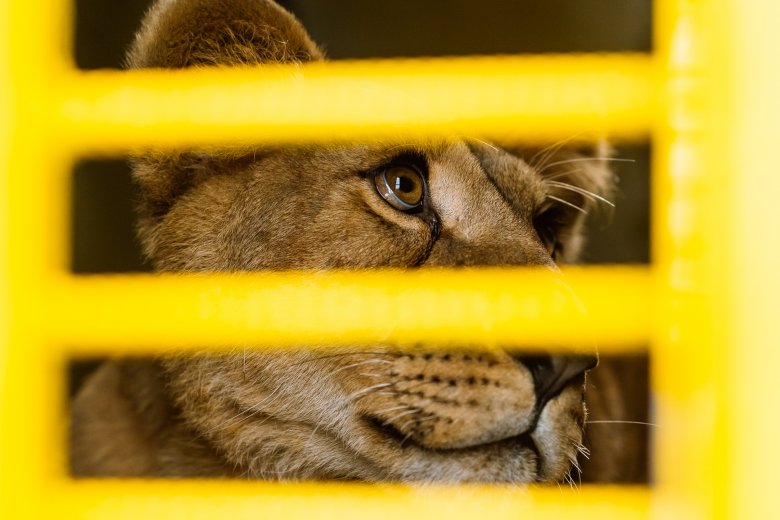 Marosvásárhelyről Coloradóba – elszállították a háború elől menekített ukrajnai oroszlánokat