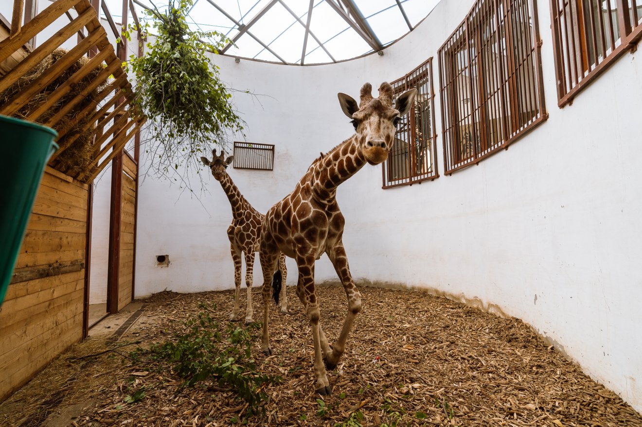 Két zsiráf érkezett a marosvásárhelyi állatkertbe