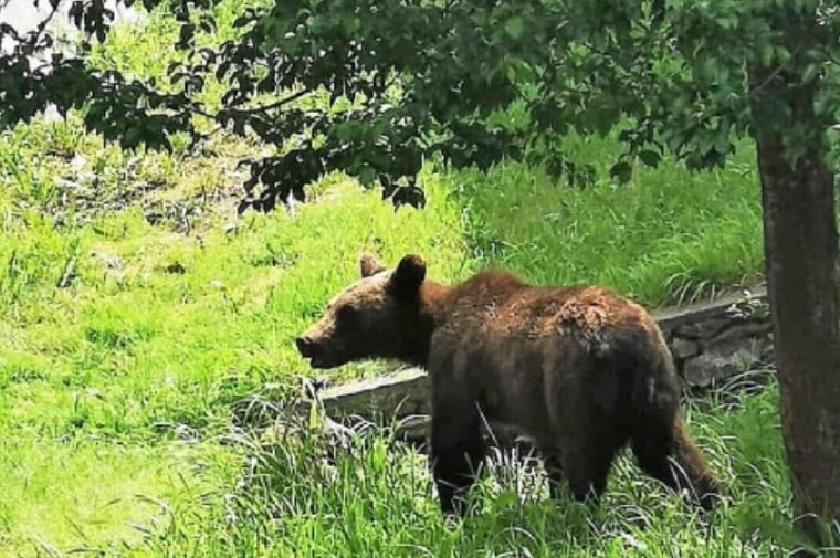 Tánczos Barna környezetvédelmi miniszter szerint hamarosan megoldódik a ,,medvekérdés”