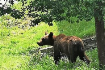 Hivatalos: ezentúl azonnal fel lehet lépni a veszélyes medvékkel szemben, akár településen kívül is