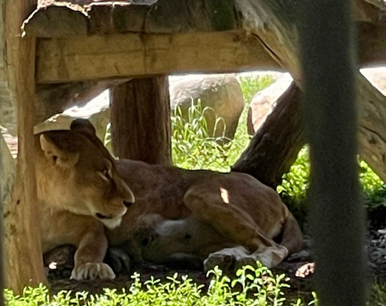 Gyermeknapi meglepetés: két kisoroszlán született a marosvásárhelyi állatkertben