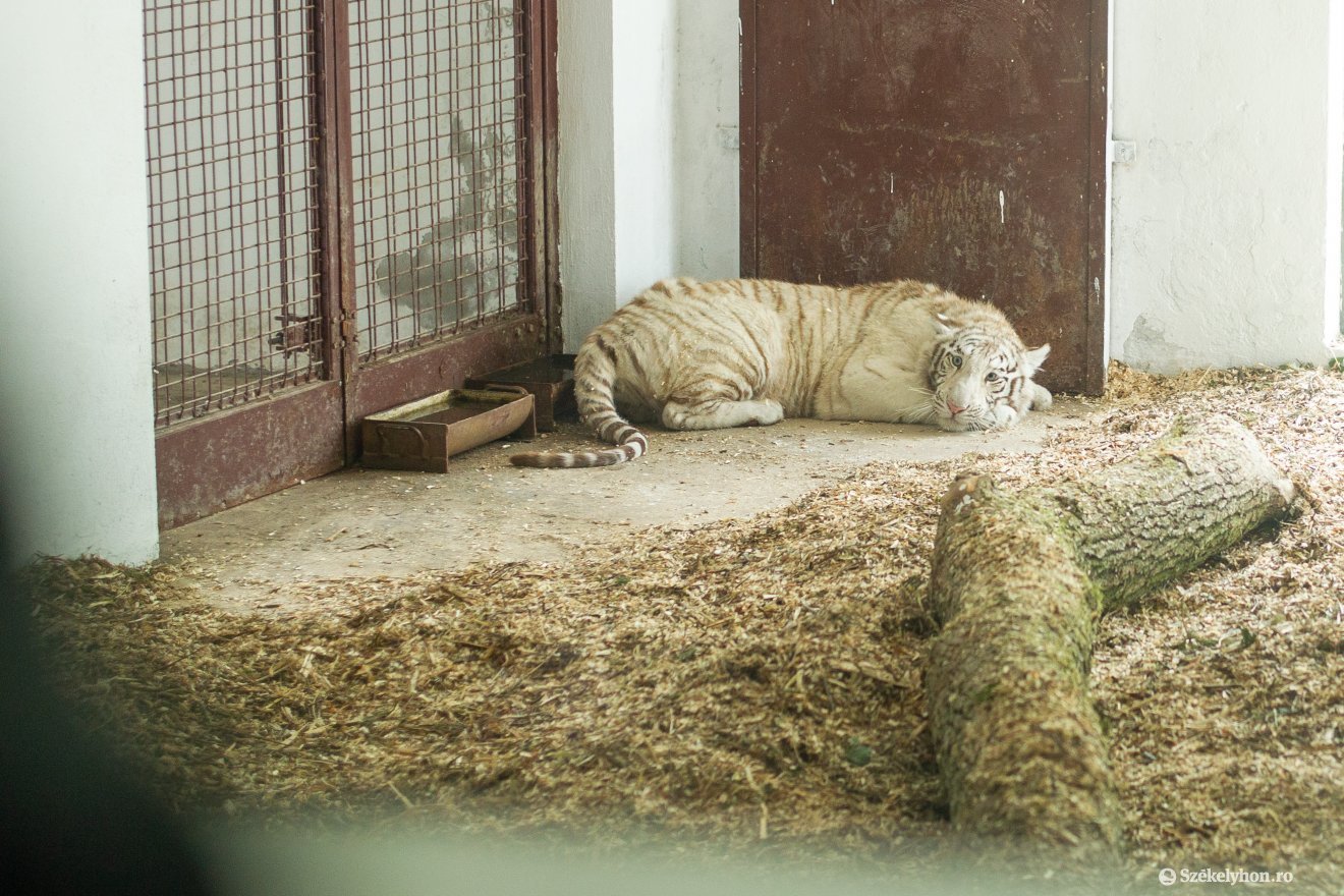 Fehér bengáli tigrisek érkeztek Szegedről a marosvásárhelyi állatkertbe