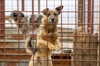 Kegyetlen bánásmód: kihirdette Iohannis az állatkínzásért járó büntetéseket súlyosbító törvényt