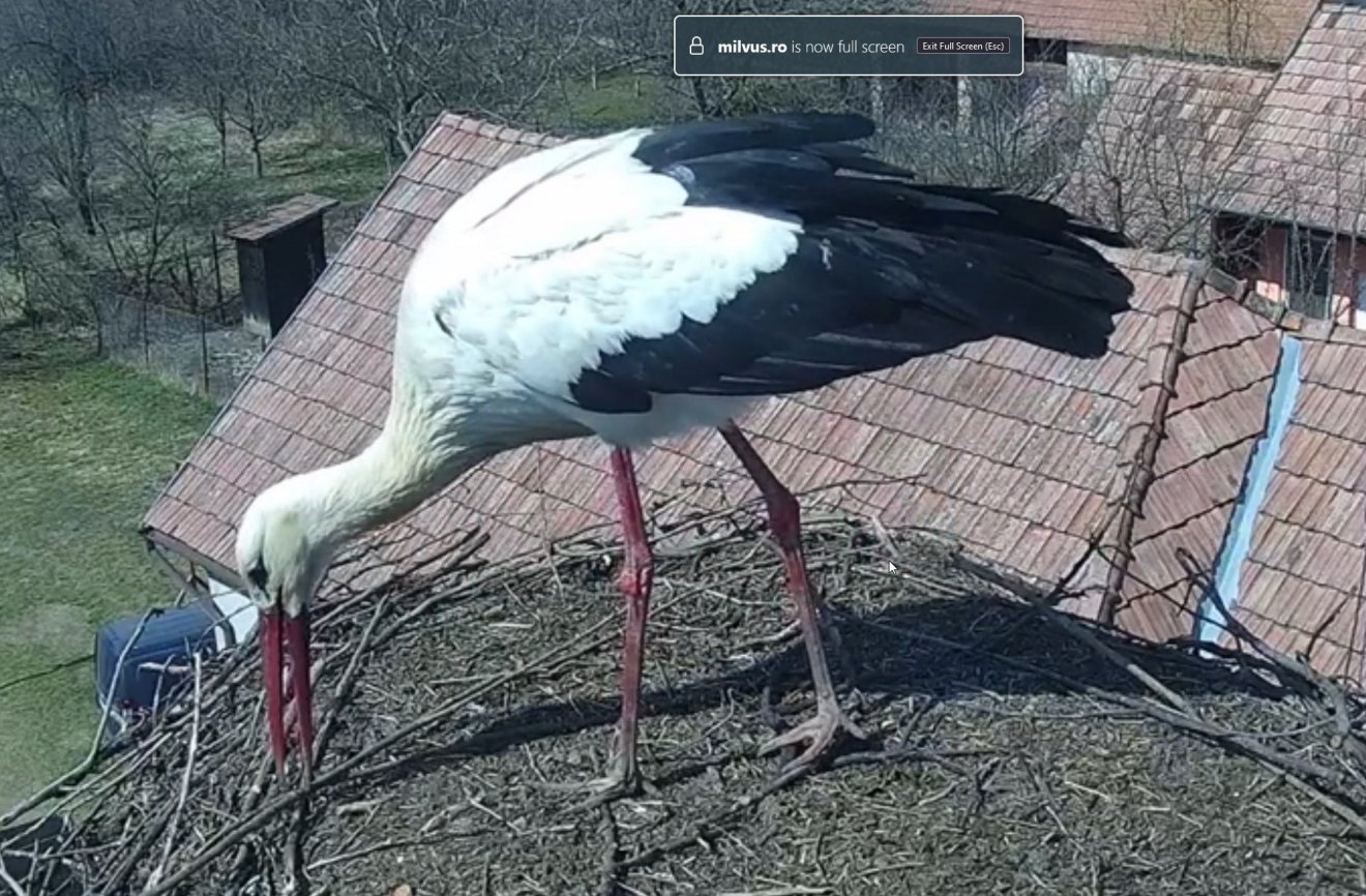 Megérkezett az első gólya Sáromberkére, webkamerán lehet figyelni az életét