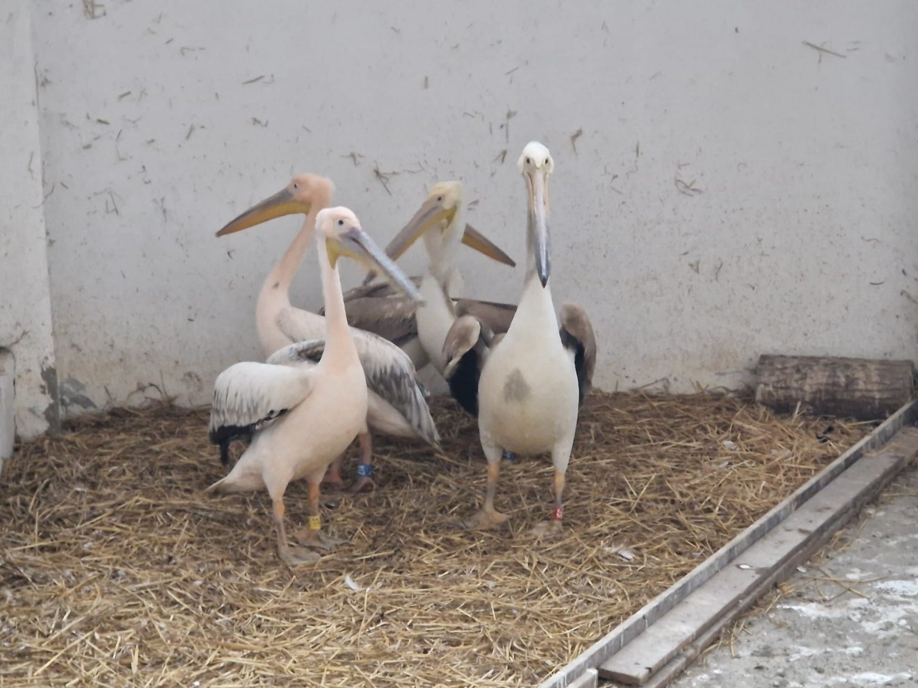 Egzotikus madarakkal bővült a marosvásárhelyi állatkert