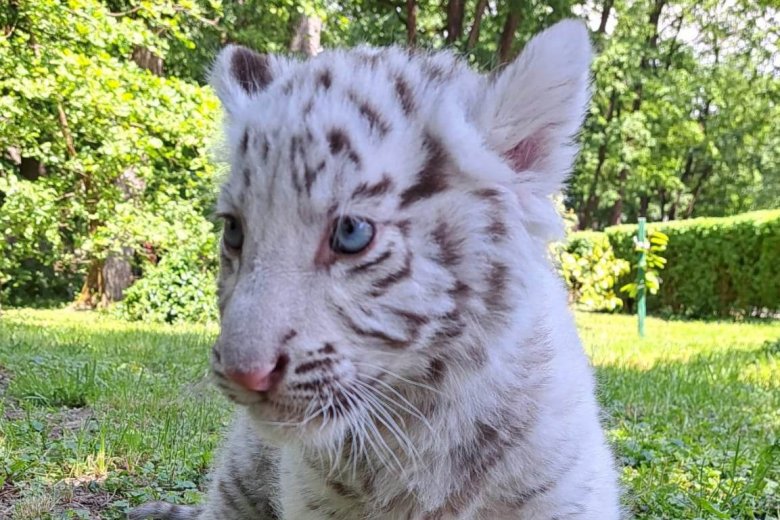 Fehér tigriskölyök a marosvásárhelyi állatkert új lakója