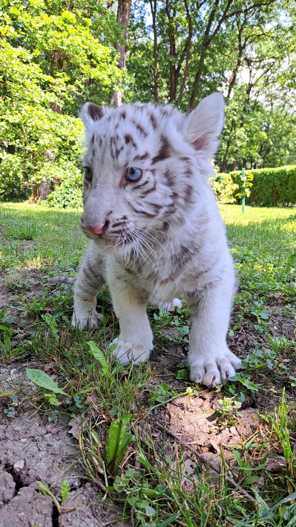 Fehér tigriskölyök a marosvásárhelyi állatkert új lakója