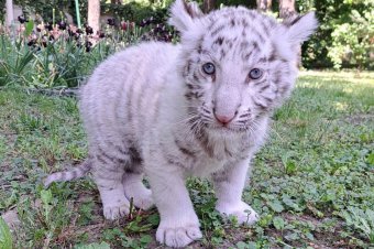 Újabb bengáli fehér tigris érkezett a marosvásárhelyi állatkertbe