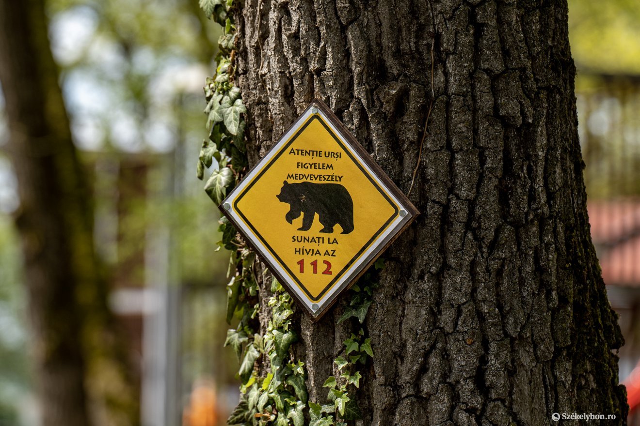 Az állatkert bejárata előtt téblábolnak a medvék – videó
