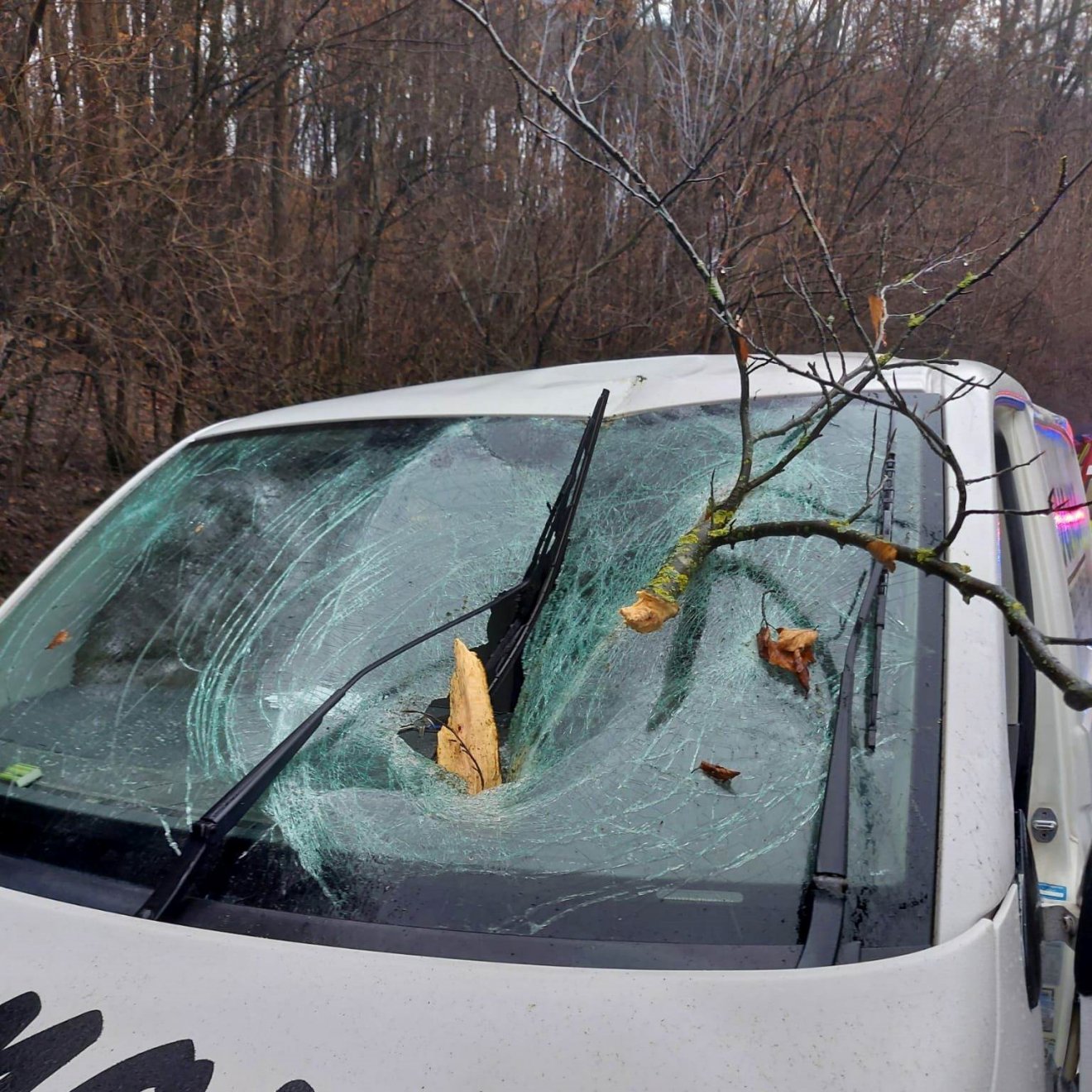 Kidőlt fa miatt sérült meg egy járművezető