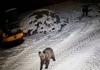 Több mint 30 medve él Marosvásárhely környékén, Soós a községeket is a befogásukra buzdítja