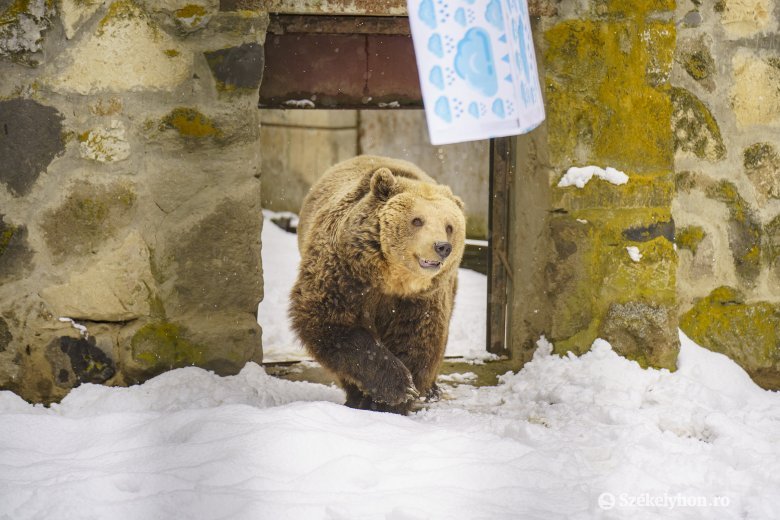 Tavasz közeledtét jósolta a medve a marosvásárhelyi állatkertben