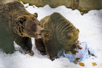 Nem látták meg árnyékukat a vásárhelyi állatkert medvéi, a jóslat szerint közeleg a tavasz
