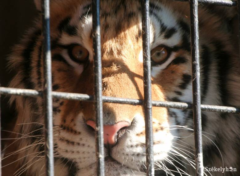 Törvénnyel tiltotta be az állatok cirkuszi szerepeltetését a parlament