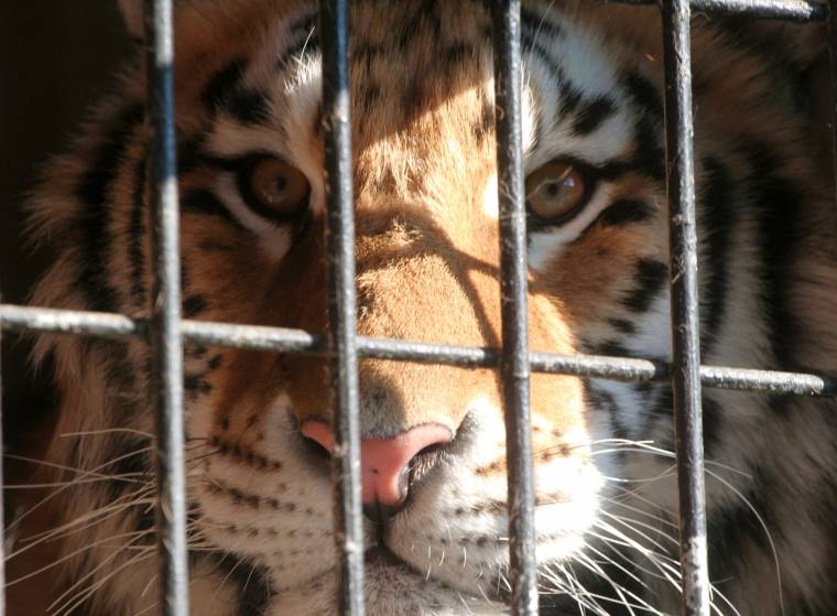 Törvénnyel tiltotta be az állatok cirkuszi szerepeltetését a parlament